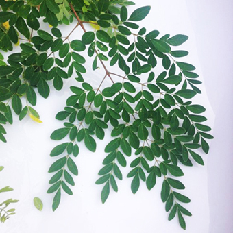 Moringa Leaves